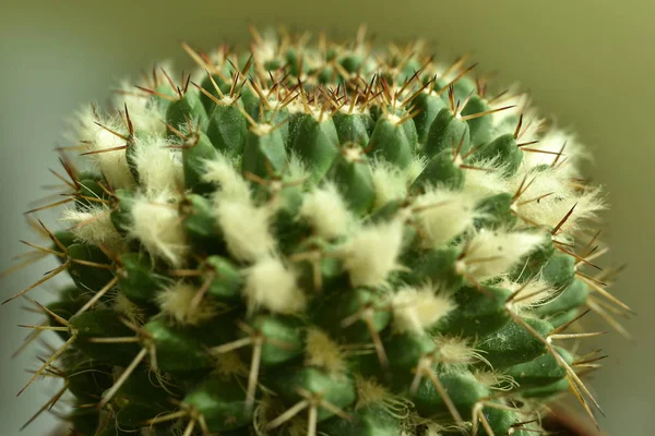 Cactus primo piano con fiore — Foto Stock