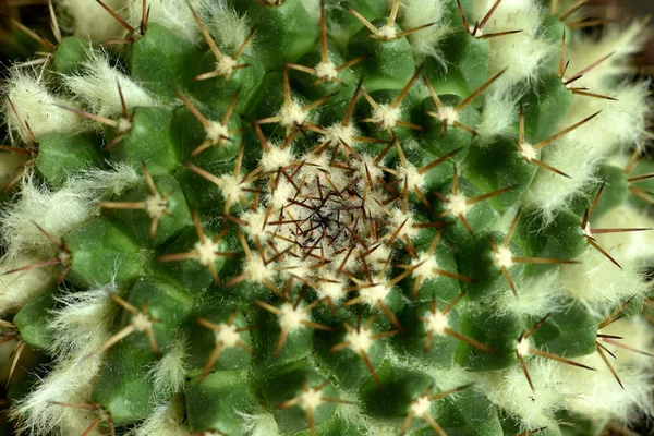 Close-up Cactus with flower — Stock Photo, Image