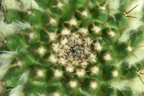 Cactus primo piano con fiore — Foto Stock