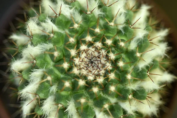 Primer plano Cactus con flor —  Fotos de Stock