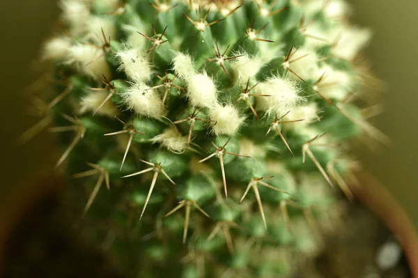 特写仙人掌与花 — 图库照片