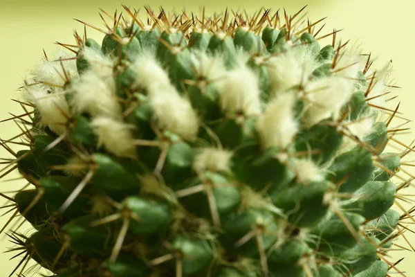 Cactus primo piano con fiore — Foto Stock