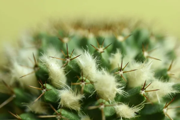 Close-up Cactus with flower — Stock Photo, Image