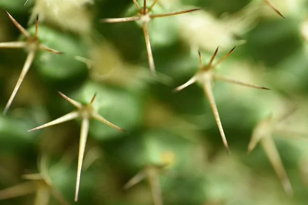 特写仙人掌与花 — 图库照片