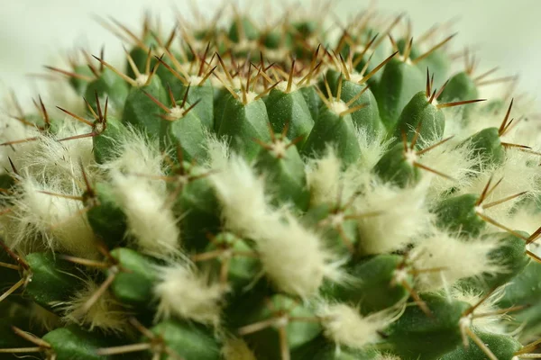 Kaktus zbliżenie z kwiatem — Zdjęcie stockowe