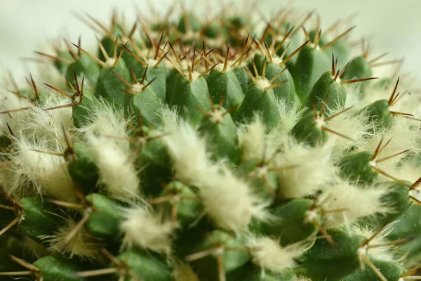 Närbild Cactus med blomma — Stockfoto