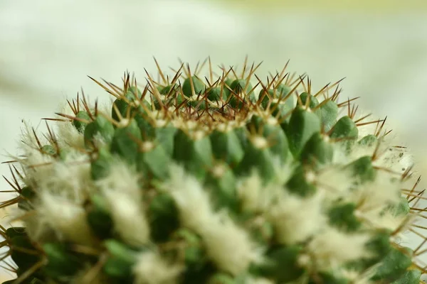 Närbild Cactus med blomma — Stockfoto