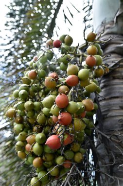 Areca fındık ağaçları, daki Calamba şehri, Laguna, Filipinler