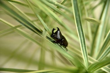 Yakın çekim boynuz böceği ağaç, Filipinler burunlu.