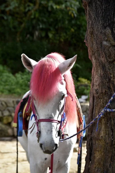 Baguio City, Filipinler, 14 Aralık 2017 Baguio Şehir Sightse