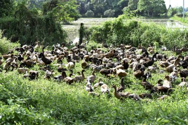 Santiago City, Isabela, Philippines, December 15, 2017, Santiago