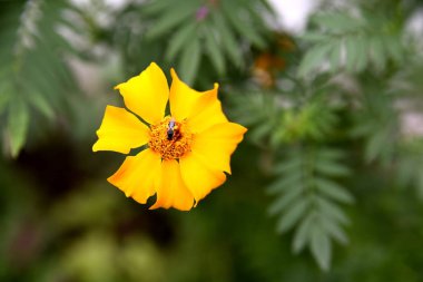 Yakın çekim Çiçek bahçesinde, Santiago City, Filipinler