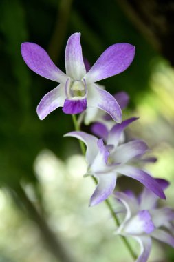 Türkiye yakın çekim orkide çiçekler