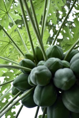 Türkiye'nin ağacında papaya meyve