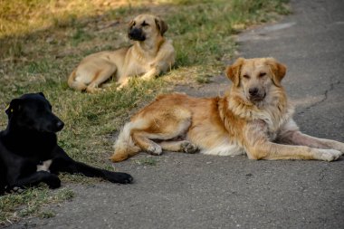Gerogia Cumhuriyeti, Tiflis 'te dinlenen köpekler.
