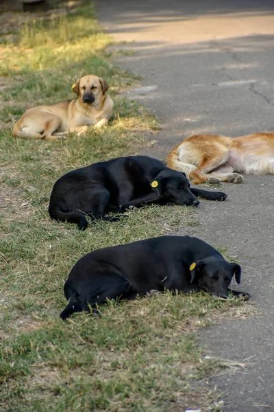 Cães descansando na Tbilisi, República da Gerogia — Fotografia de Stock