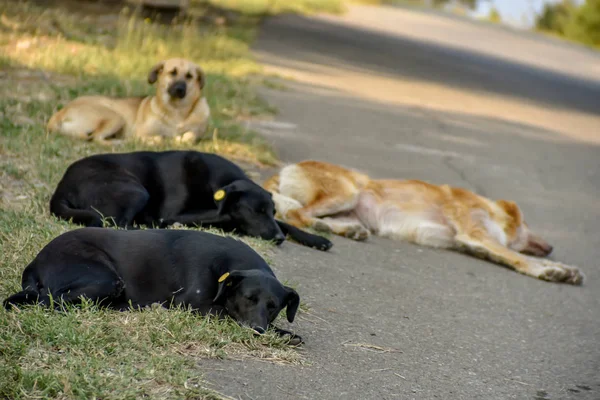 Dogs resting in the Tbilisi, Republic of Gerogia