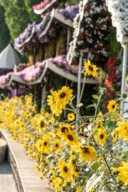 Dubai Mucize Bahçesi, Dubai Toprakları, Birleşik Arap Emirlikleri