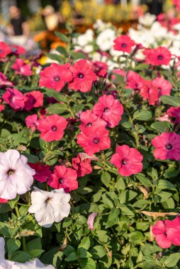 Dubai Mucize Bahçesi, Dubai Toprakları, Birleşik Arap Emirlikleri