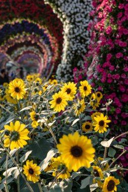 Dubai Mucize Bahçesi, Dubai Toprakları, Birleşik Arap Emirlikleri
