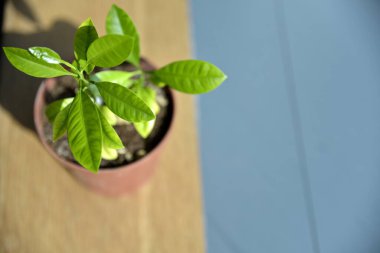Kapatın genç limon ağacını güneşin altındaki tencereye.