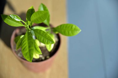 Kapatın genç limon ağacını güneşin altındaki tencereye.