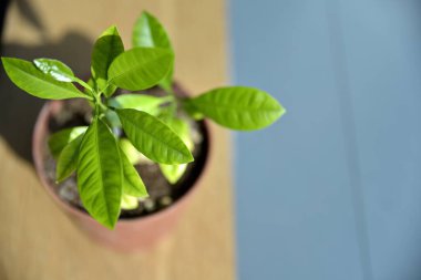 Kapatın genç limon ağacını güneşin altındaki tencereye.