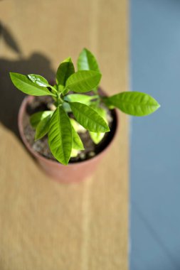 Kapatın genç limon ağacını güneşin altındaki tencereye.