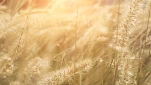 Dry grass sways in the wind in sunlights — Stock Video