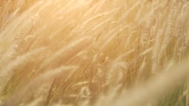 Сухая трава из перьев на солнце летним вечером, раскачивающаяся на ветру. Небольшая глубина резкости — стоковое видео