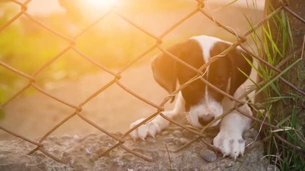 Bonito filhote de cachorro enjaulado à espera de adoção — Vídeo de Stock