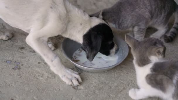 Cachorro y gatitos comiendo del mismo tazón — Vídeo de stock