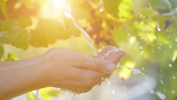 Eau coulant dans les mains de la femme sur le fond de la nature, concept d'écologie — Video