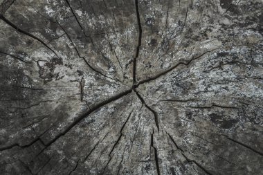 Eski güdük eski ahşap dokular için döşeme güzel ahşap çatlaklar, üstten görünüm