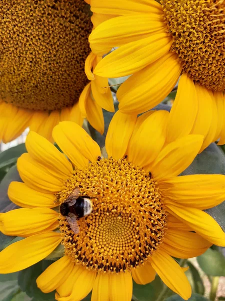 Bright and sunny flowers. Sunflowers with a bumblebee that colle