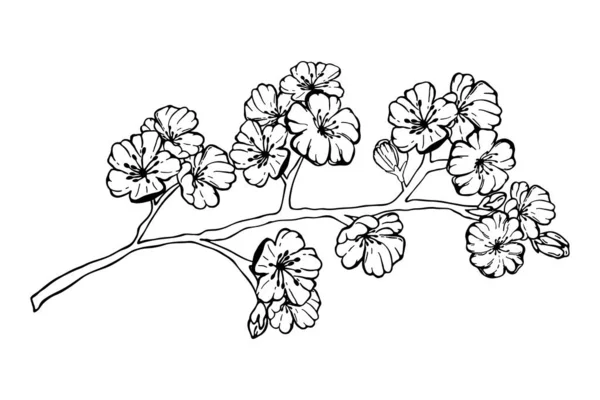 Kézzel Rajzolt Tavaszi Sakura Virágok Virágzó Faágak Fehér Alapon Elszigetelt — Stock Vector