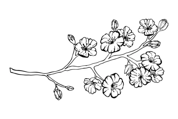 Handritade Våren Sakura Blommor Blommande Trädgrenar Blommiga Element Isolerade Vit — Stock vektor