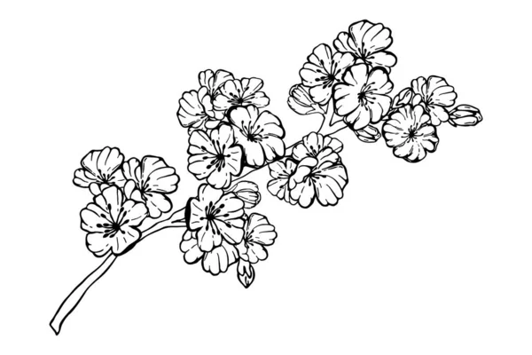Kézzel Rajzolt Tavaszi Sakura Virágok Virágzó Faágak Fehér Alapon Elszigetelt — Stock Vector