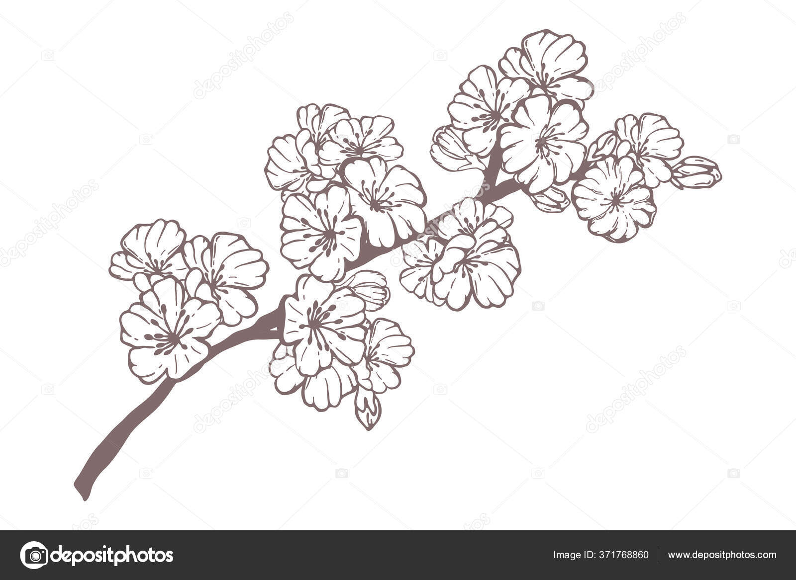 手描き春桜 開花木の枝 白い背景に孤立した花の要素 デザインカード 招待状 タトゥー 着色本のためのインクベクタードアスケッチイラスト ストックベクター C Dianakovach