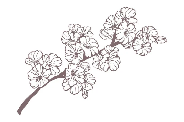 Sakura Primavera Dibujado Mano Flores Ramas Árboles Florecientes Elementos Florales — Vector de stock