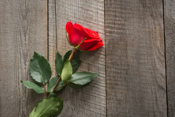 Tarjeta de San Valentín. Rosa roja sobre tabla de madera. De cerca. Vista superior . — Foto de Stock