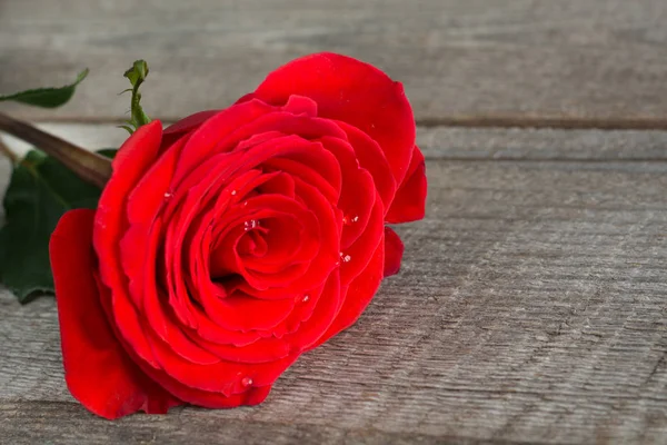 Rosas rojas con gotitas de rocío en primer plano de mesa de madera. Profundidad superficial del campo . — Foto de Stock