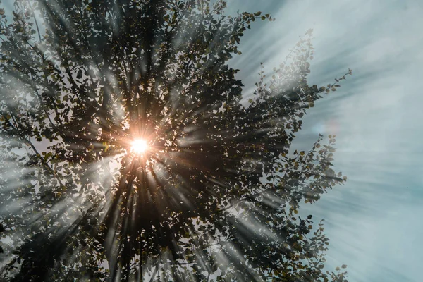 阳光穿过树叶和射线的阴霾. — 图库照片