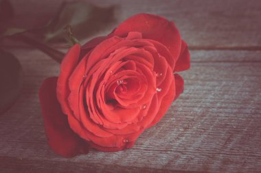 Kırmızı güller çiy damlacıkları ahşap masa portre tarih ile. Sığ derinlik-in tarla.