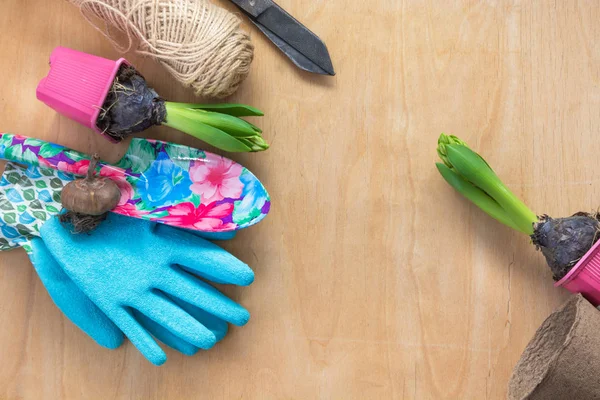 Concetto di giardinaggio. Piantina giacinto, attrezzi da giardino, forbici, spago, sacchetto di carta per la spesa, tuberi-bulbi gladiolo. Ricevuto. Giardinaggio stagionale. Vista dall'alto. Sfondo primavera . — Foto Stock