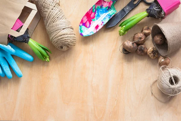 Concetto di giardinaggio. Piantina giacinto, attrezzi da giardino, forbici, spago, sacchetto di carta per la spesa, tuberi-bulbi gladiolo. Ricevuto. Giardinaggio stagionale. Vista dall'alto. Sfondo primavera . — Foto Stock