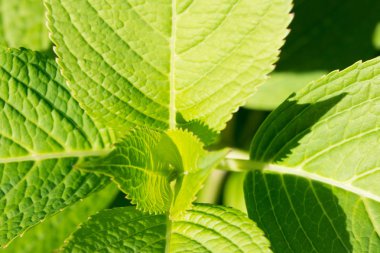 Güzel yeşil ortanca bırakır. Yakın çekim. Desen. Güneşli gün.