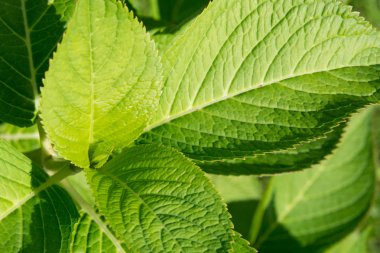 Güzel yeşil ortanca bırakır. Yakın çekim. Desen. Güneşli gün.