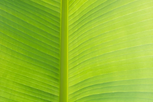 Closeup zelených banánů list textura, pozadí abstraktní banánový list. Vzor. — Stock fotografie