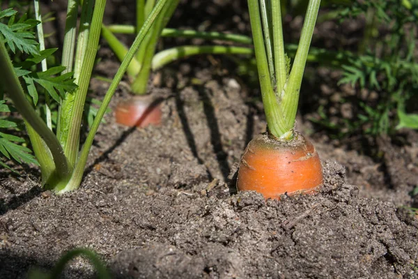 Rozwija się surowej marchewki z wierzchołków. Rolnictwa. Zbliżenie, makro. — Zdjęcie stockowe